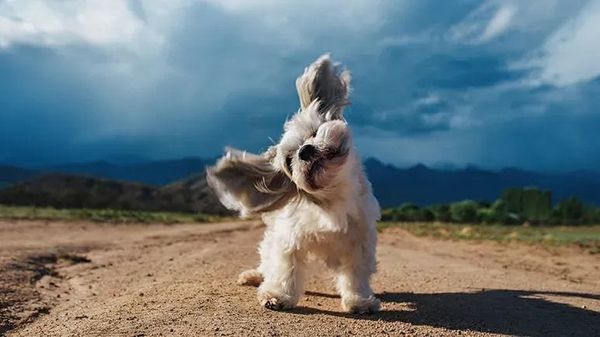 Razones por las que los perros tiemblan