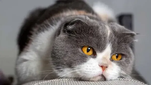 ¿Por qué tu gato mayor se comporta diferente? La vejez no es la única respuesta