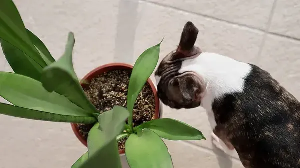 Las 5 plantas que nunca deberías tener en casa si convives con mascotas