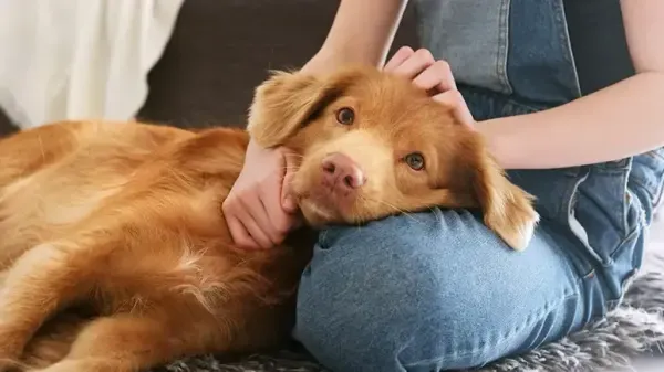 Este simple cambio podría ayudar a tu cachorro nervioso