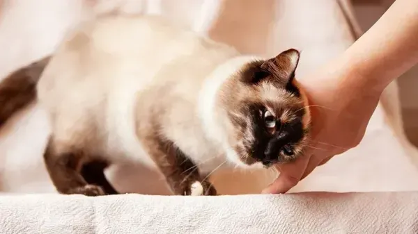 Este gesto en los gatos esconde un significado sorprendente