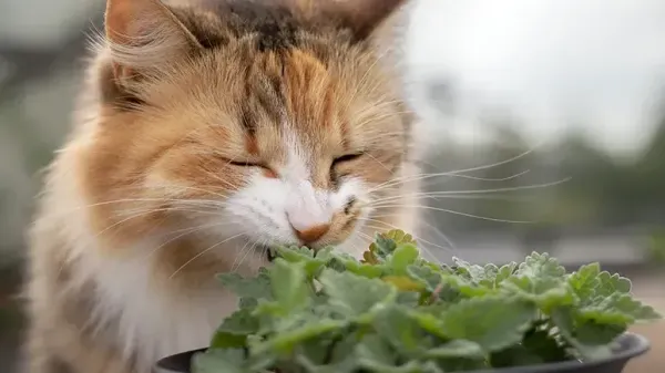 7 hierbas seguras para mascotas que pueden ayudar a tratar diversas afecciones