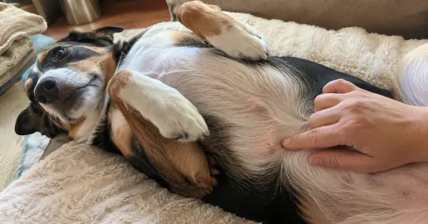 ¿Qué significa ese bulto en el ombligo de tu cachorro?