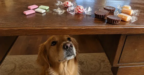 El “dulce veneno” que puede ser mortal para las mascotas