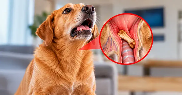 Si tu perro empieza a asfixiarse, ¿sabrías cómo actuar?