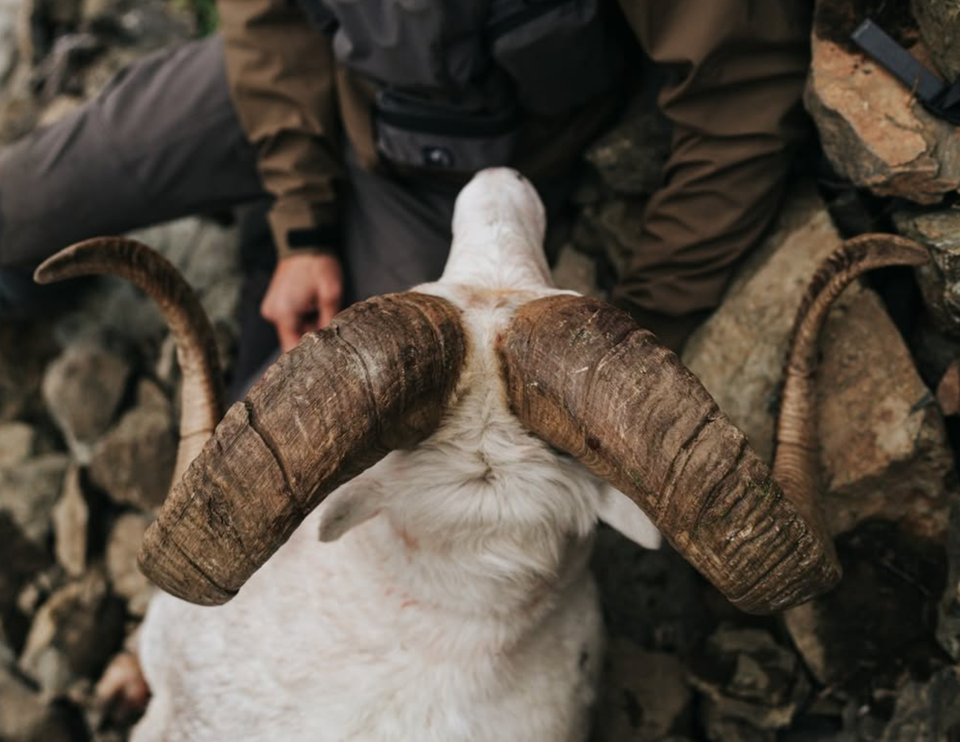 The Pursuit of Wild Sheep