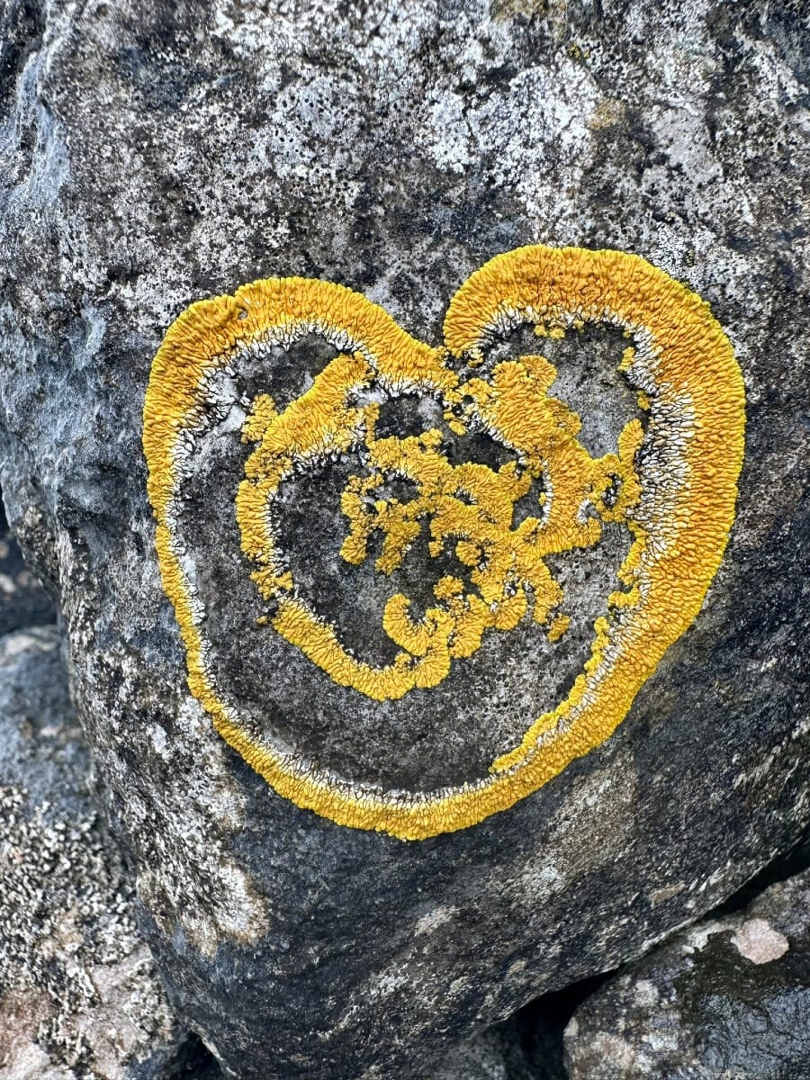 Golden lichen forming a heart-like pattern on weathered stone