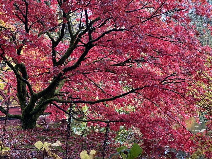 Autumnal Glory | Sideclick