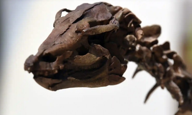Scientists find fossil of dinosaur ‘killed on day of asteroid strike’ | Dinosaurs | The Guardian