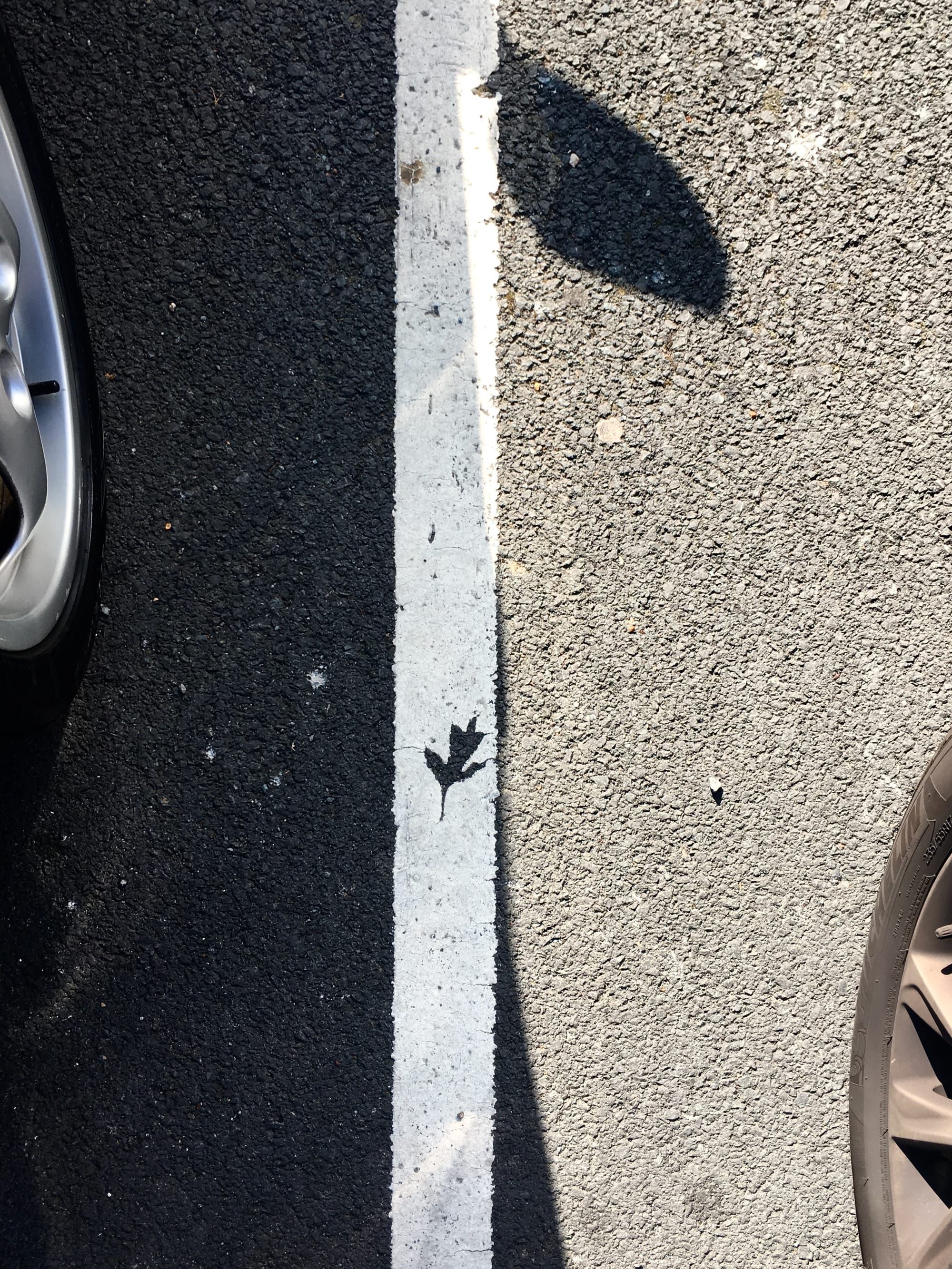Behind The Photograph: The Absent Oak Leaf