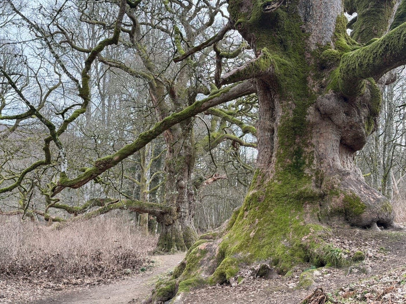 ✨ Treasure Hoard:The Birnam Oak, Dunkeld