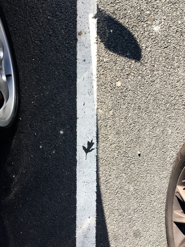 Behind The Photograph: The Absent Oak Leaf