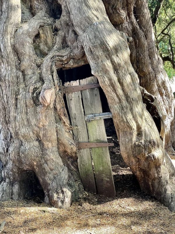 ✨ Treasure Hoard: The Room With a Yew at Crowhurst