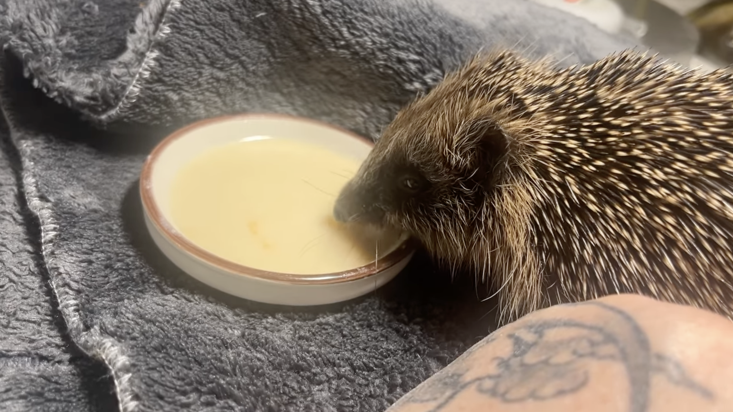 Mabel is one of the critically ill hedgehogs in The Hoggery's care