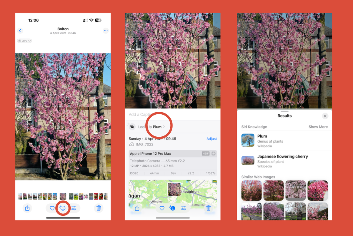 How to identify a plant or tree with your iPhone camera
