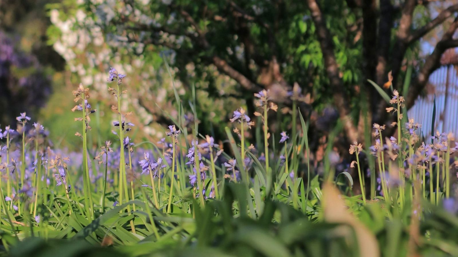 Heatwave survival tips for your summer garden