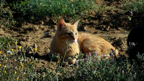 Is it rude to complain about a cat pooing in my garden?