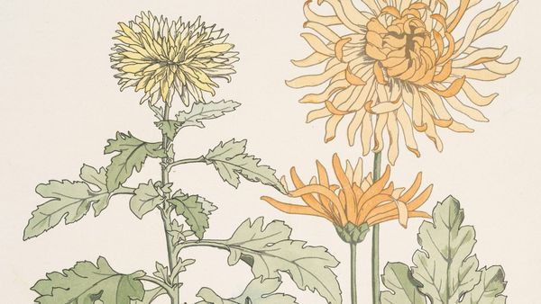 What to plant now for colour that lasts into autumn