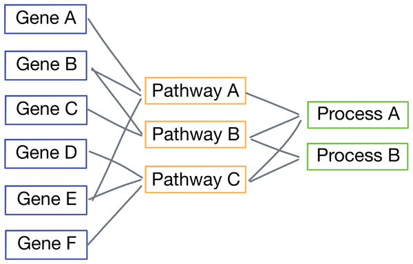 Paper Walkthrough: P-Net - a biologically informed deep neural network
for prostate cancer discovery