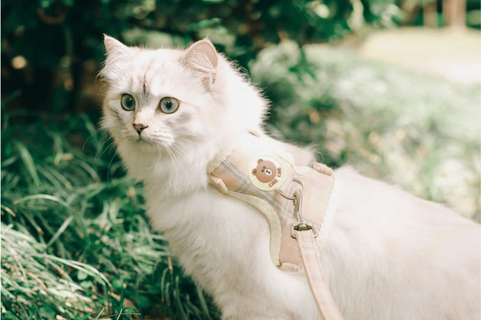 The Best Cat Harnesses