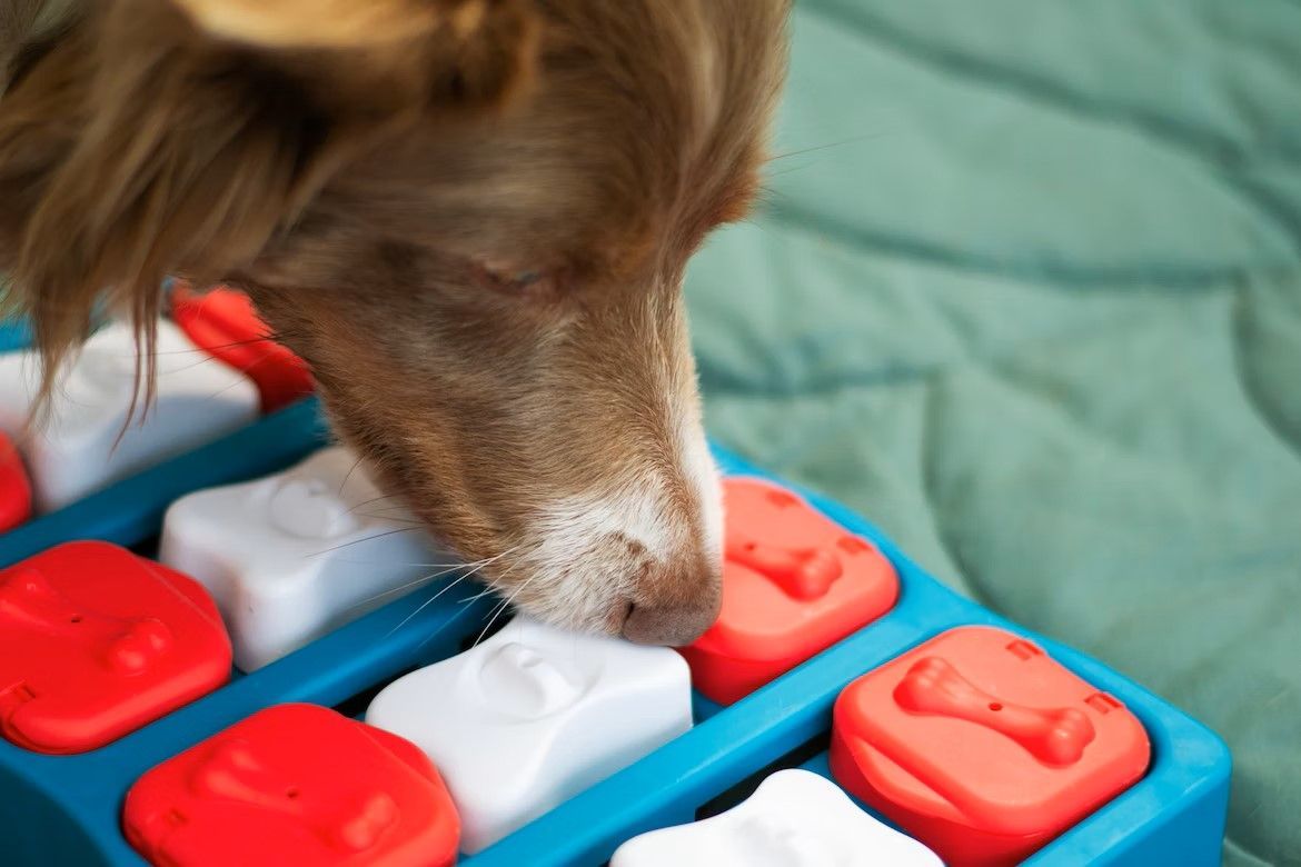 The Best Dog Puzzle Toys