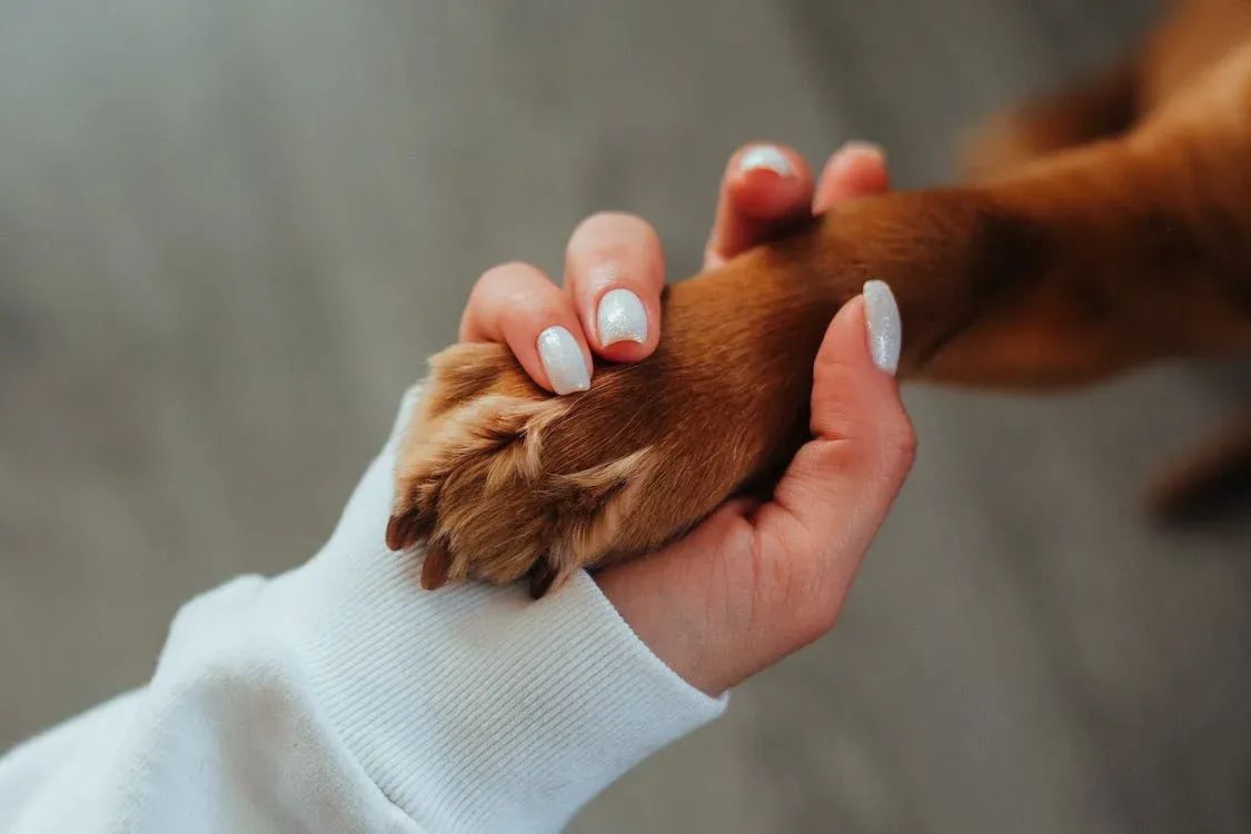 The 5 Best Dog Paw Cleaners