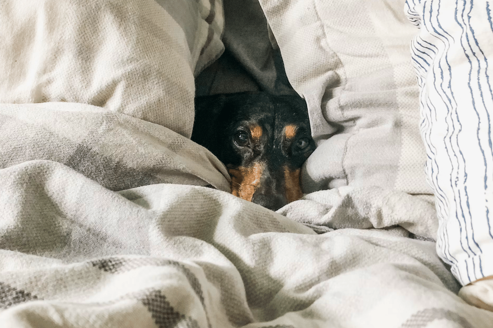 Best Washable Dog Beds
