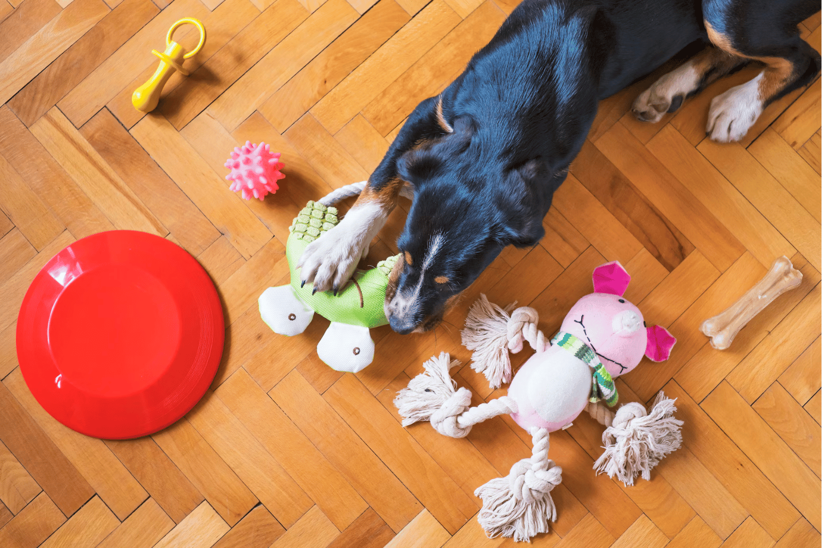 The 7 Best Indestructible Dog Toys