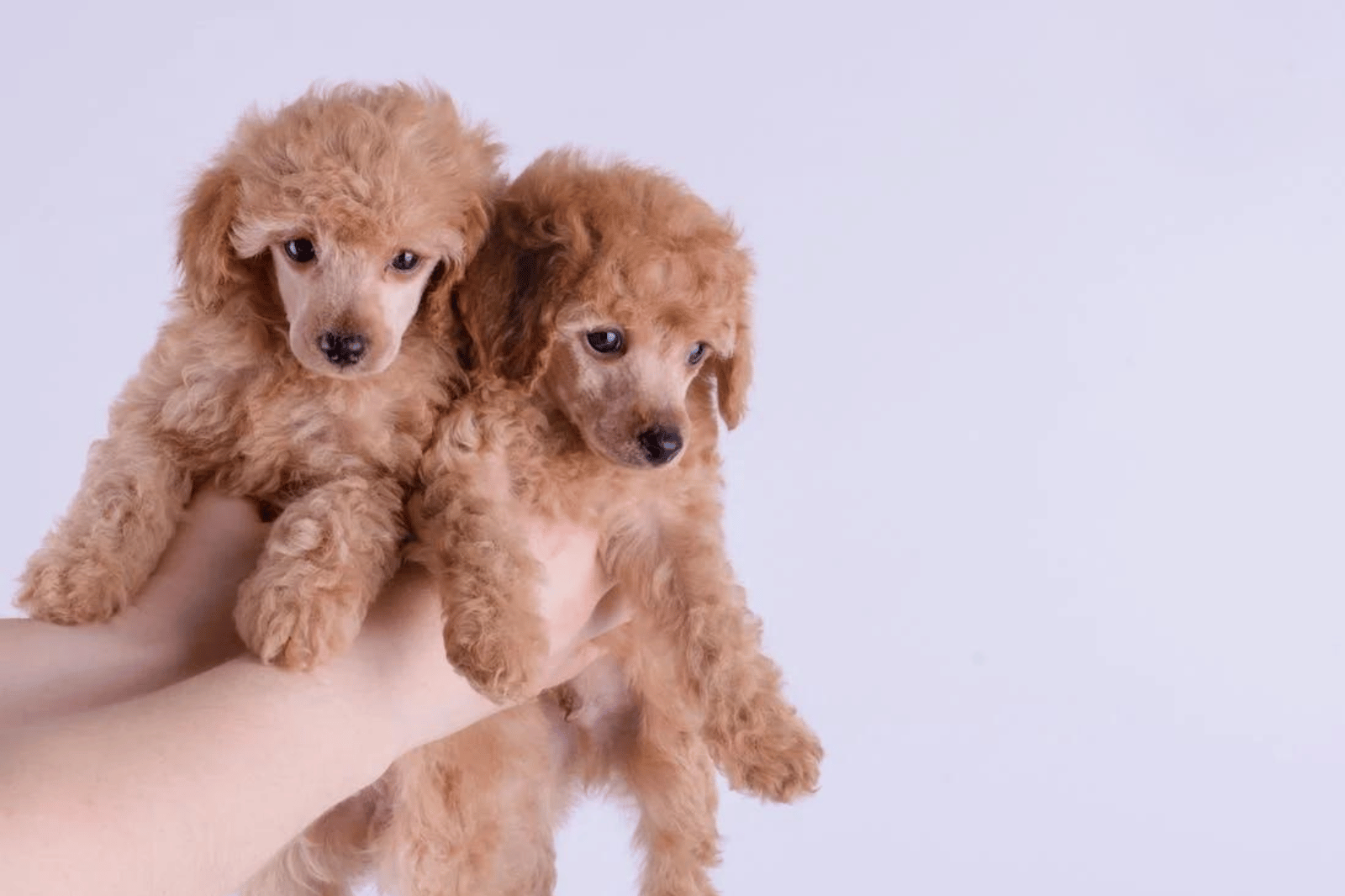 Top 5 Best Dog Clippers for Poodles