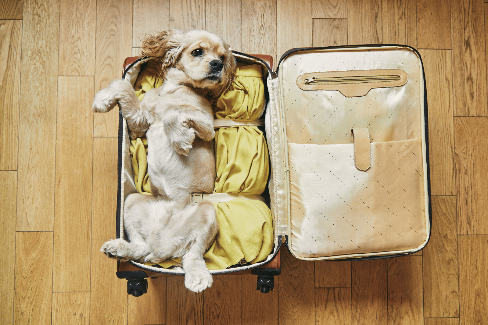 Best Dog Travel Bags