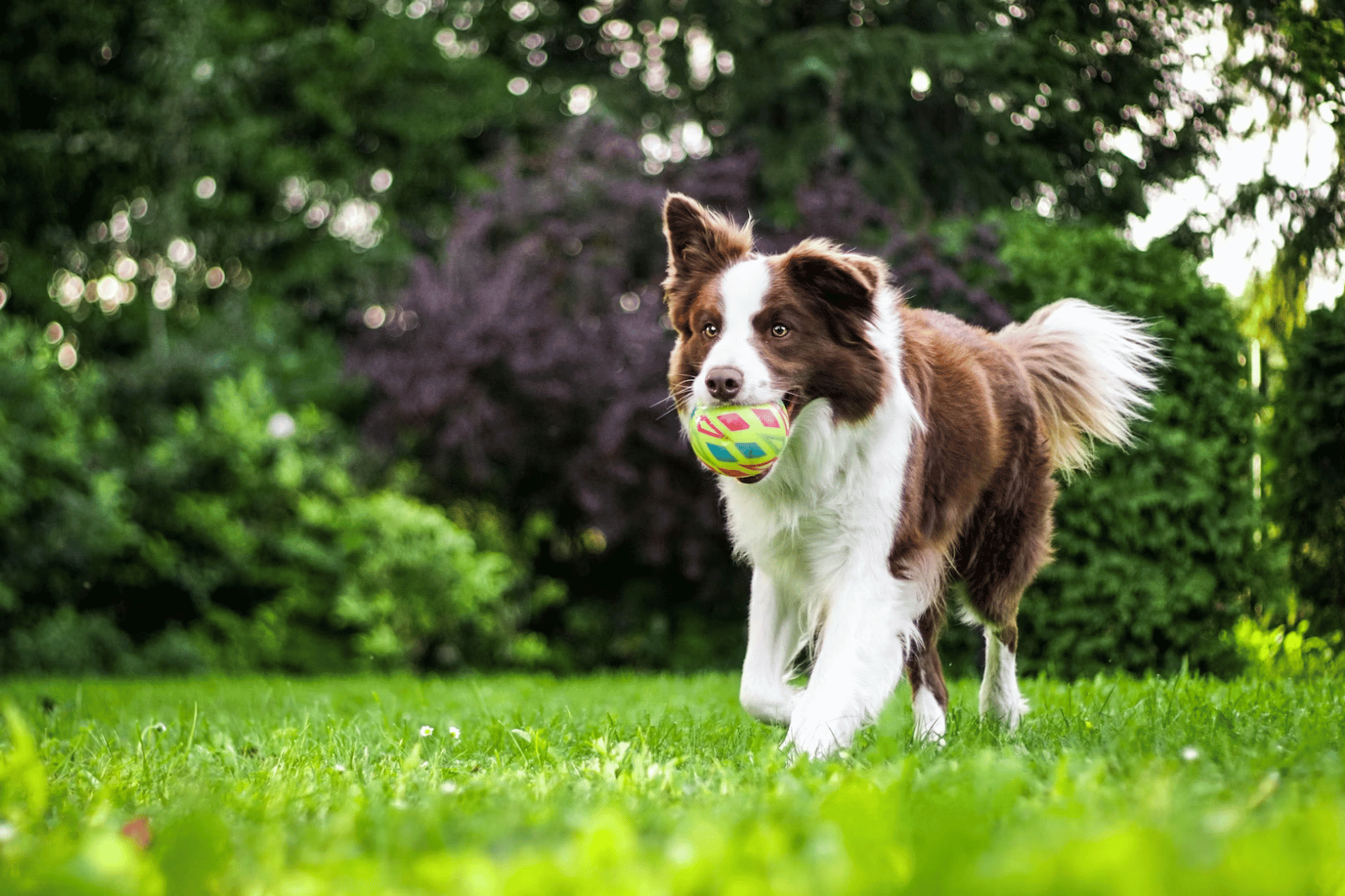 Best Joint Supplements For Dogs