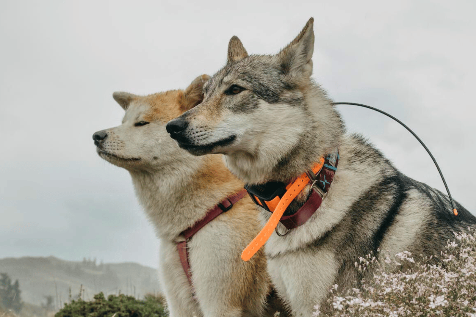 Top 9 Best Collars for Double Coated Dogs - Ultimate Comfort and Style