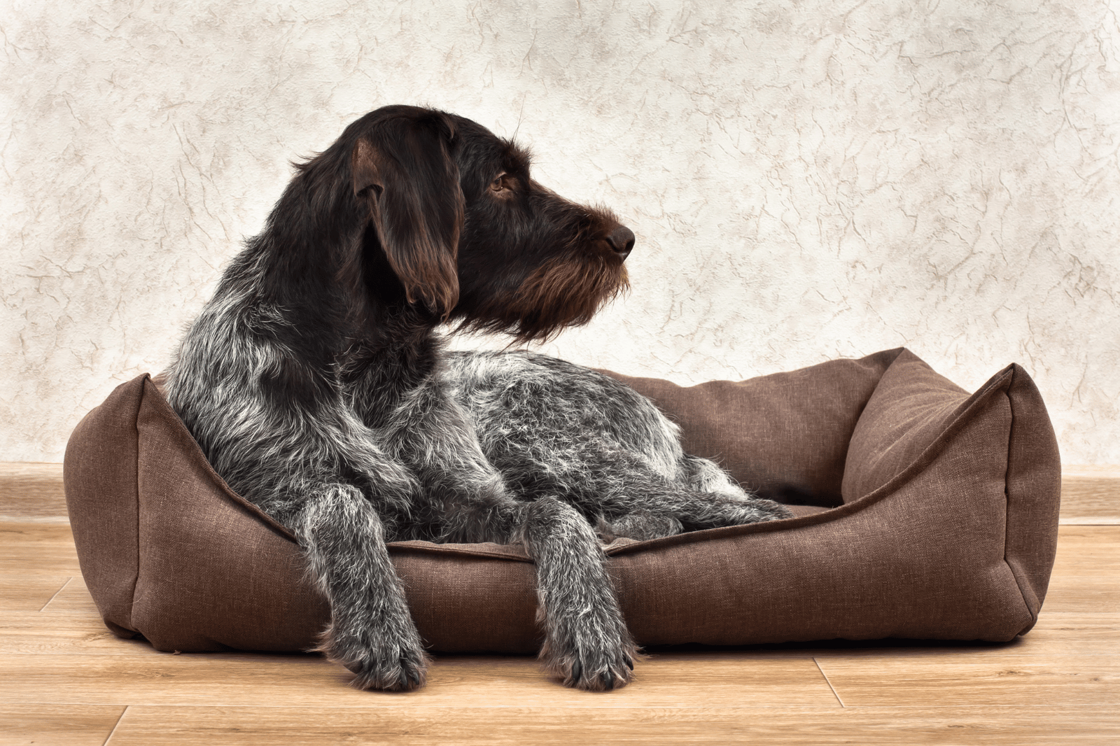 6 Best Orthopedic Dog Bed for Large Dogs that Helps Your Dog Sleep in Style