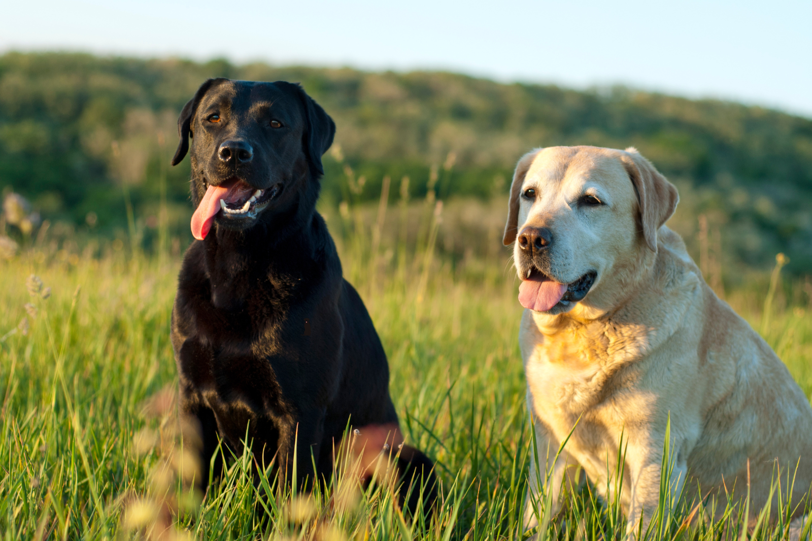 The 8 Best Dog Foods for Labs: A Tail-Wagging Countdown!