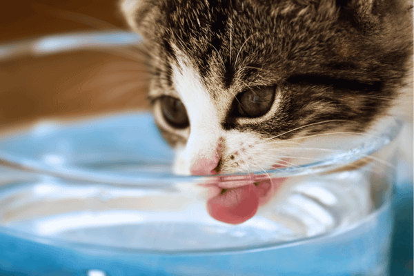 The 6 Best Cat Water Fountains for Your Furry Friend