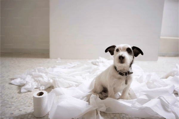 The 5 Best Dog Diapers for Mess-Free Homes
