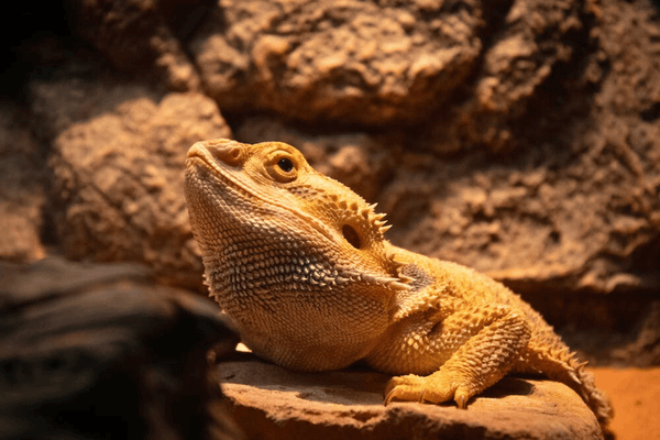 Keep Your Reptiles Warm: The Five Best Reptile Heat Lamps
