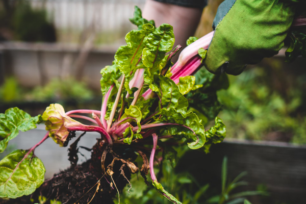 Get Ready to Grow! The 6 Best Soils for Vegetable Gardening