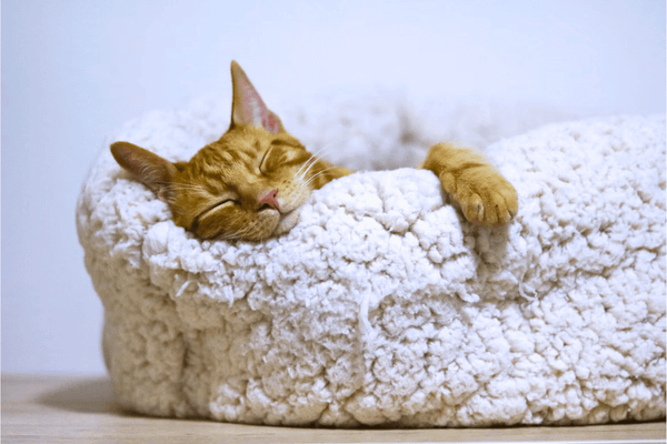 8 Top Picks for the Best Cat Bed: The Purrfect Rest