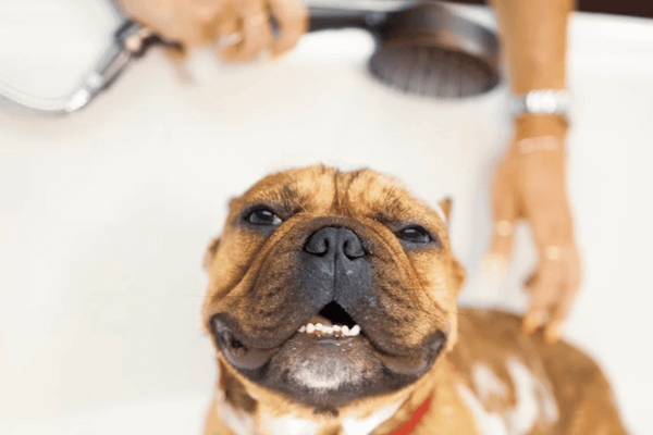 Flea-Free Bliss: Top 6 Best Flea Shampoo For Dogs in 2023