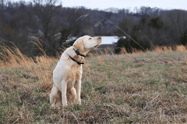 Creating Peace of Mind: The 5 Best Dog GPS Trackers