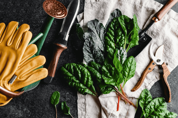 The Gardeners’ Toolbox: Discover the 5 Best Gardening Tools