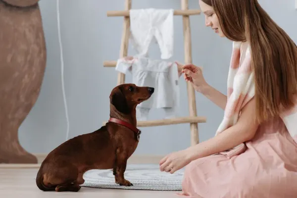 6 Best Puppy Training Treats: Tail-Wagging Rewards for Your Pup's Training Journey