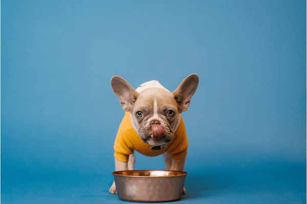 6 Best Dog Water Bowls -  The Perfect Solution for Your Pup's Hydration