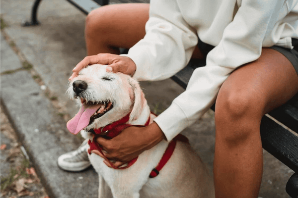 Find the Right Fit For Your Pup: The 5 Best Small Dog Harnesses
