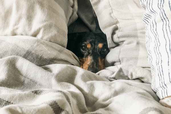 Top 5 Best Washable Dog Beds: The Ultimate Solution to Clean, Comfy Canine Comfort