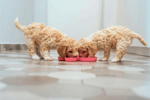 The 6 Best Dog Licking Mats for Long-Lasting Happiness