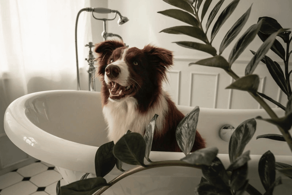 6 Best Smelling Dog Shampoo: Keep Your Pup Fresh and Clean!