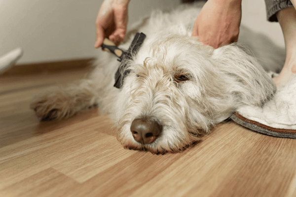 The 6 Best Dog Brushes for Shedding in For a Fur-Free Home