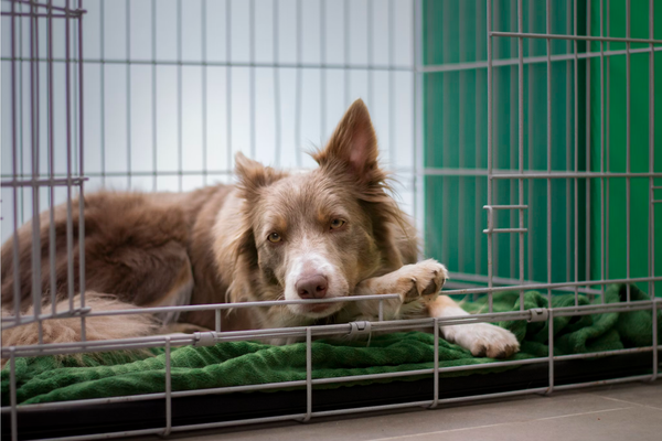 Top 6 Best Dog Crate Beds - Cozy Solutions for Your Canine Companion